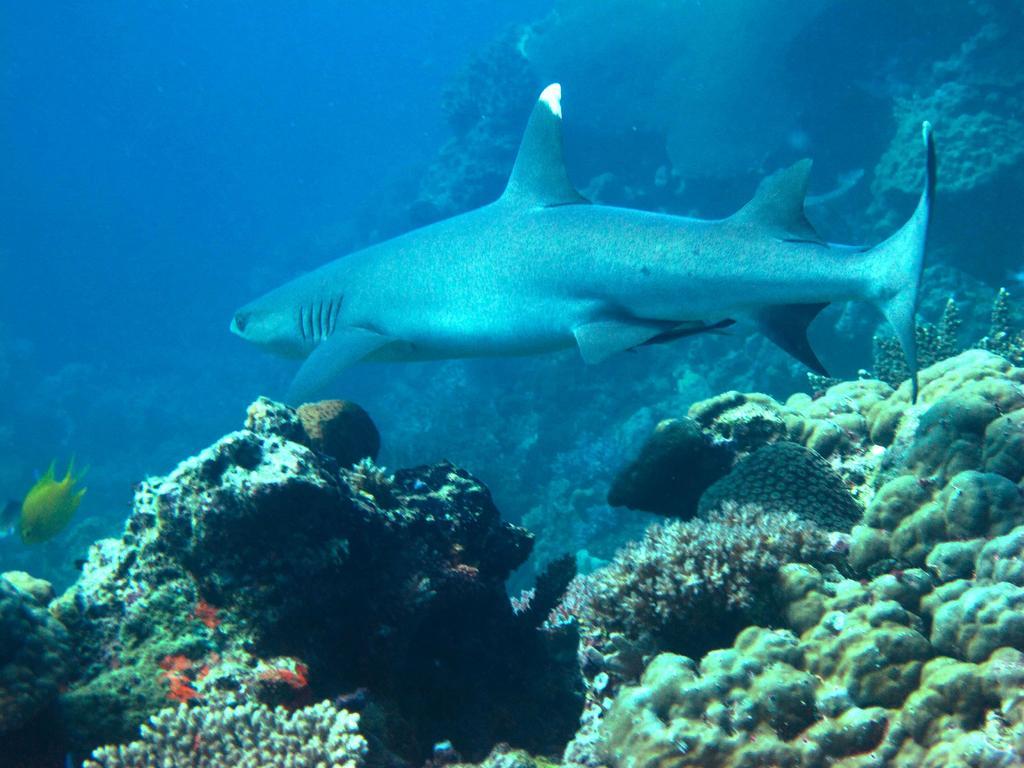Mantaray Island Resort Nanuya Balavu Island Luaran gambar