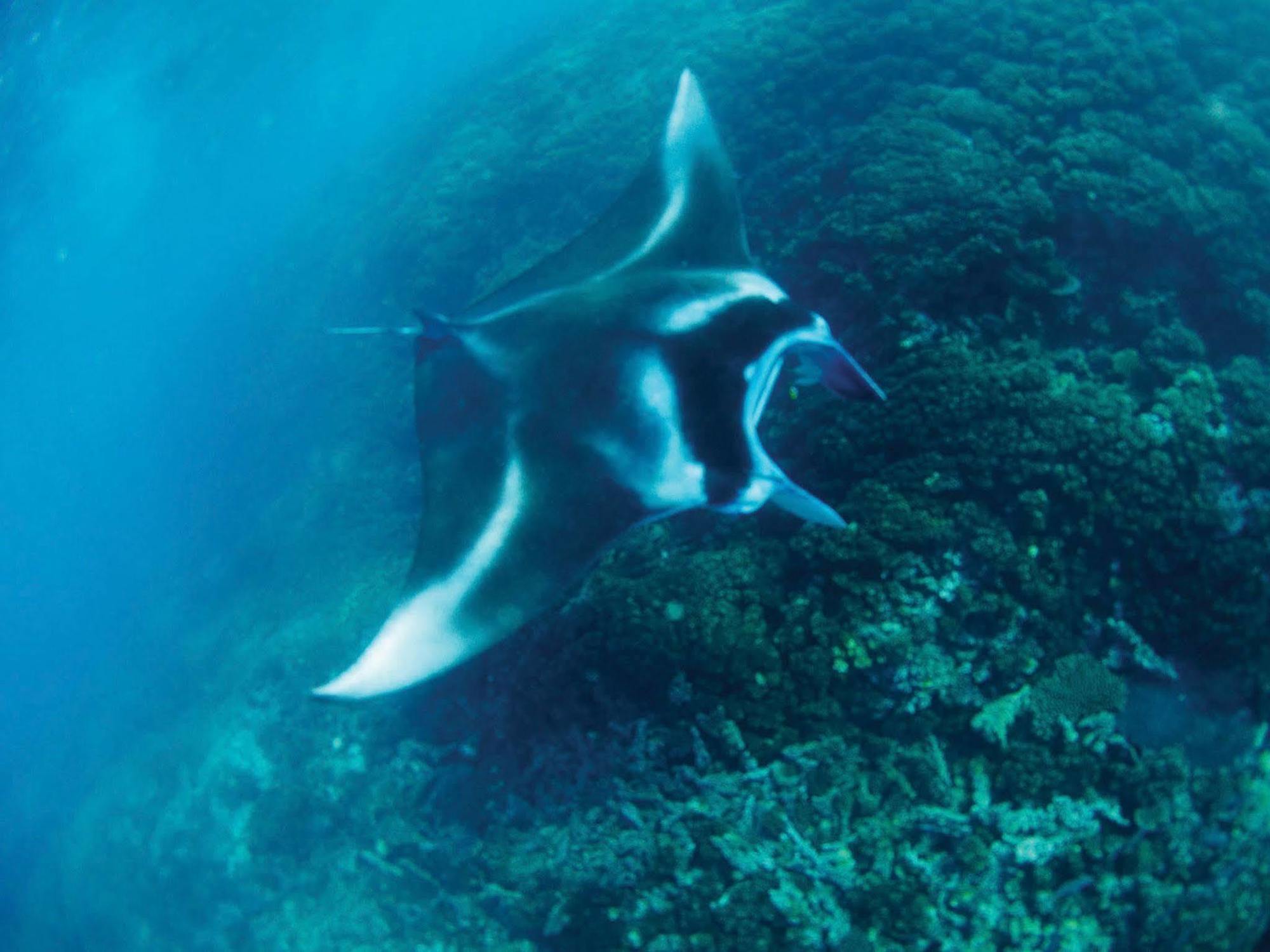 Mantaray Island Resort Nanuya Balavu Island Luaran gambar